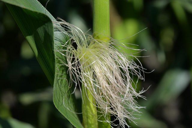 Foto de Corn Fibers