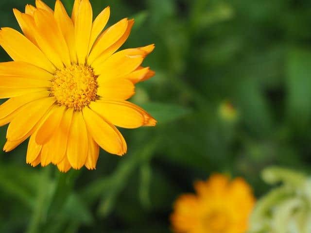Ringelblumen in der Volksmedizin