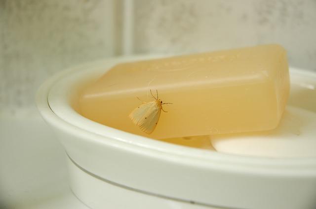 Lebensmittel Motte auf Seife