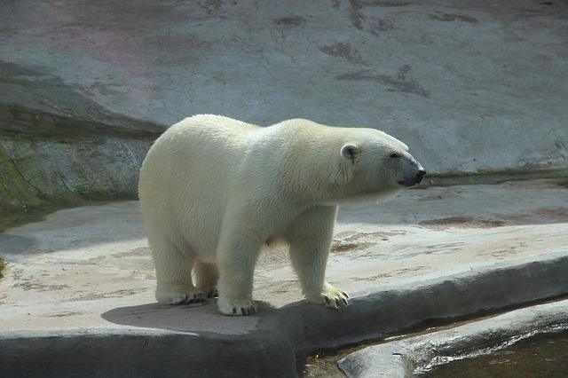Fotografie ledního medvěda v zoo