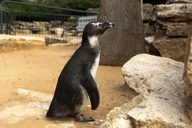 Fotografie tučňáka v zoo