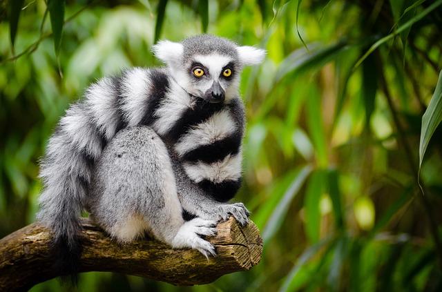 Fotografie lemur s krásným ocasem