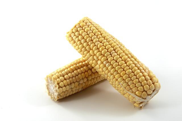 Velký klas kukuřice