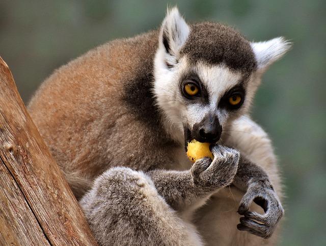 Lemur jíst banán
