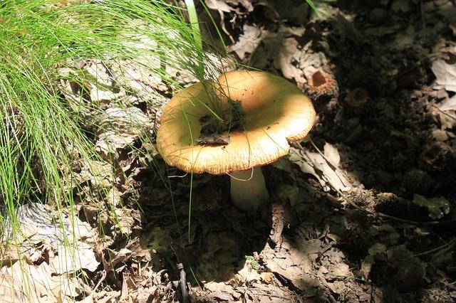 Valor antic al bosc