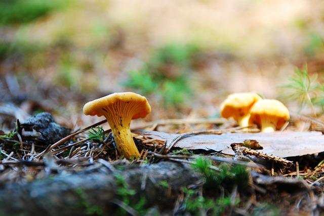 Foto de cànterelle de bolets al bosc