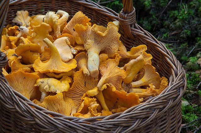 Una cistella plena de cànterets