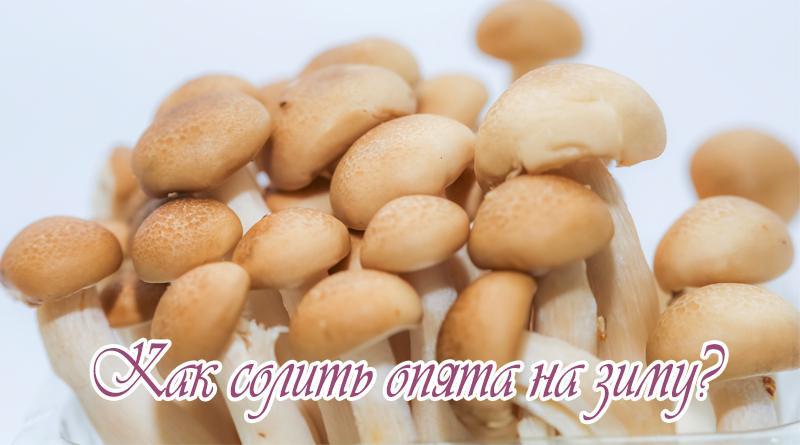 Jak solit medové houby na zimu