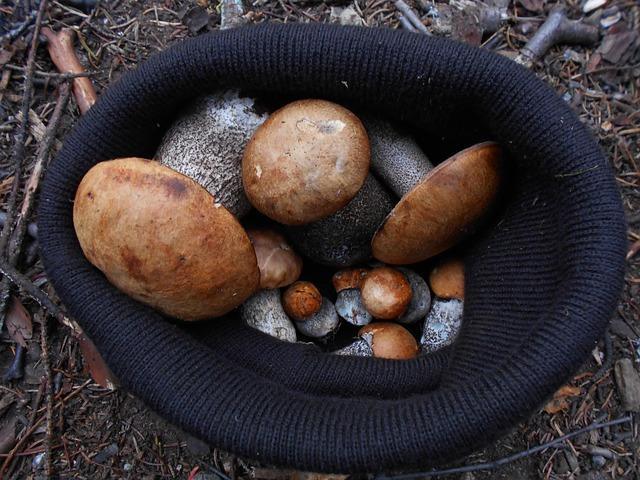 Foto von Steinpilzen