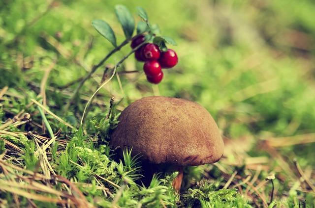 Foto eines Schwungrades im Wald
