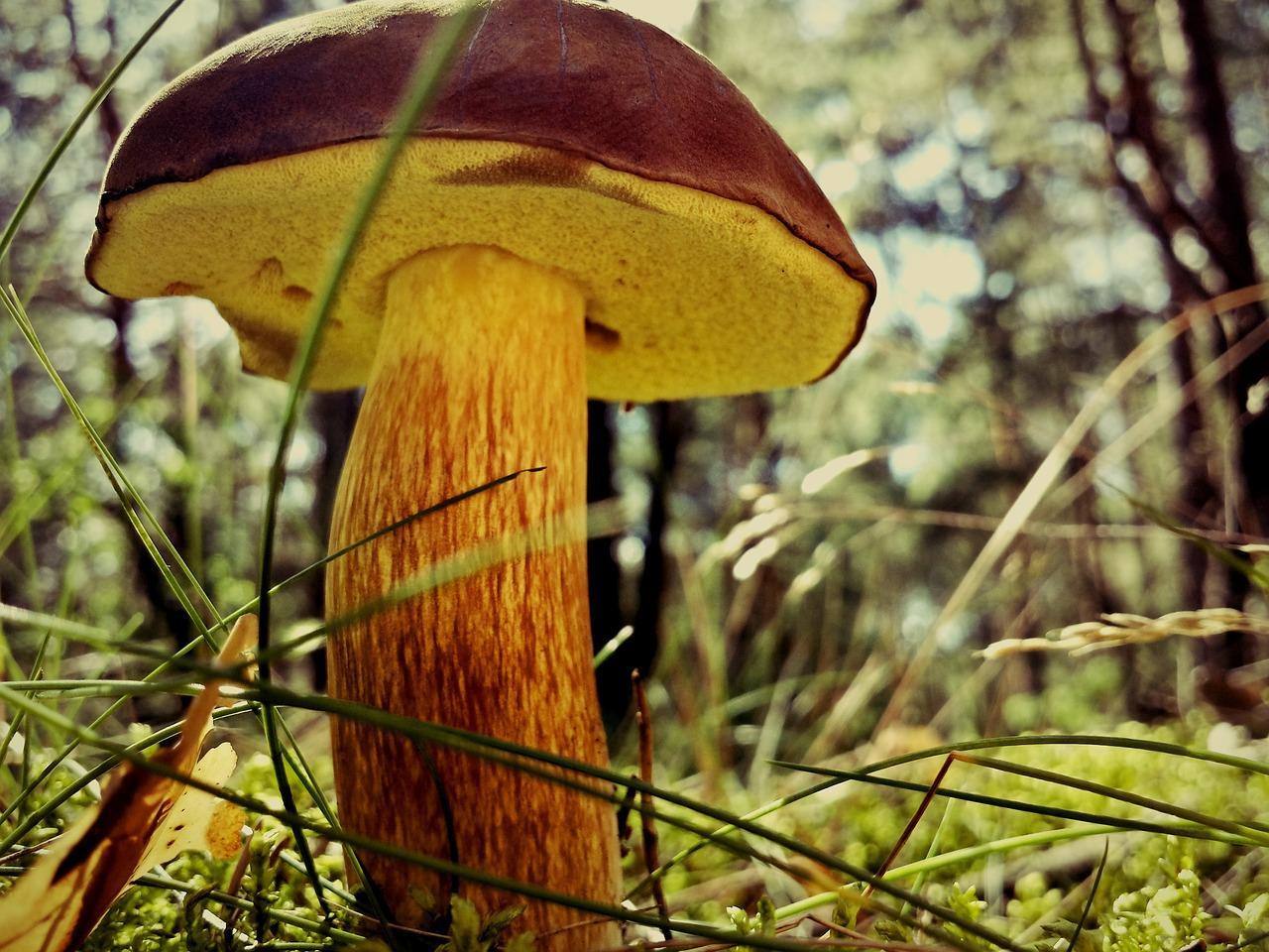 Wie Pilz Pilz kochen