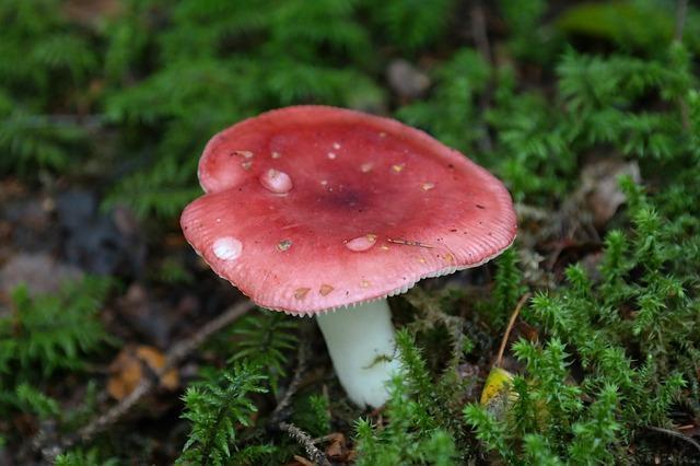 Fotografie z houby Russula