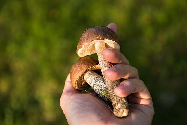 Steinpilze