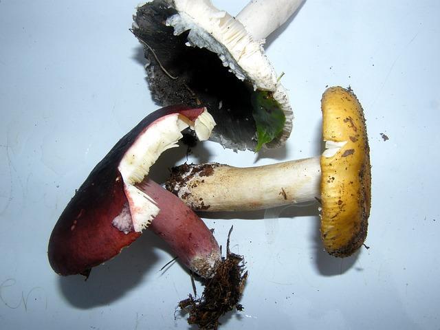 Russula lesní houby
