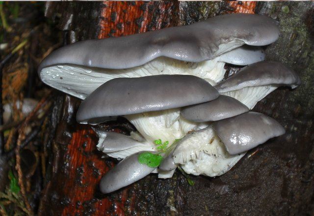 Foto-Austernpilz im Wald