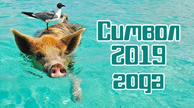 El porc està nedant