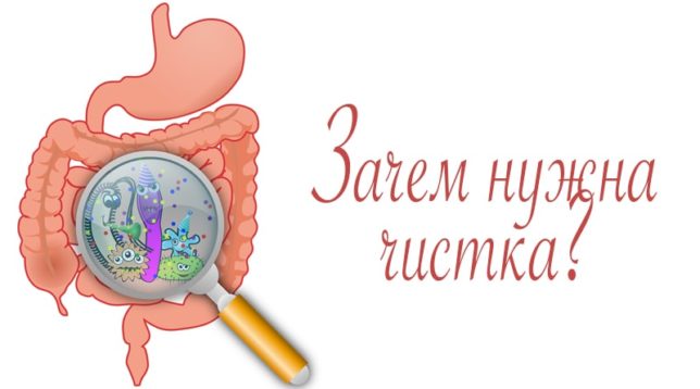 L'intestino