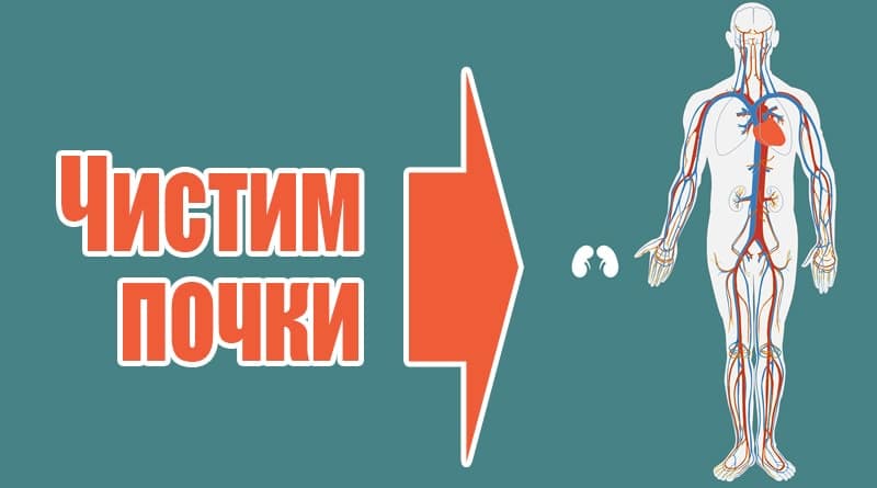 Lidské ledviny