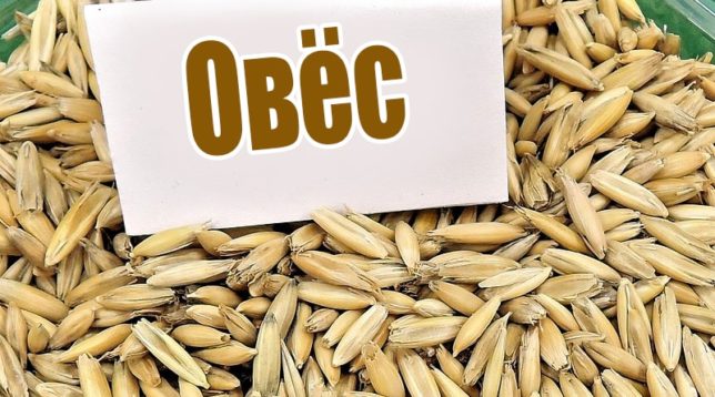 Oloupaný oves