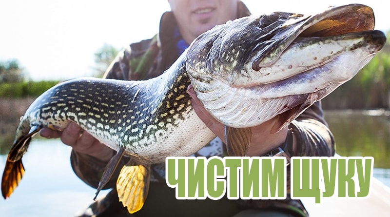 Pike v rukou