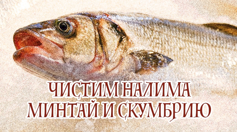 Peixos al gel