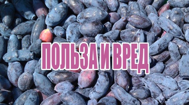 Zimolez ovoce