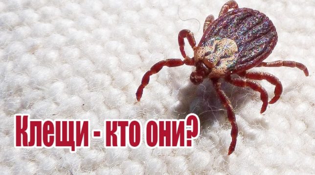 Spuntare sui vestiti