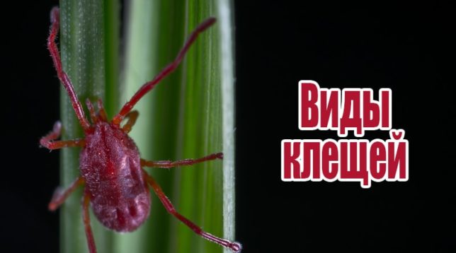 Un segno di spunta su un filo d'erba
