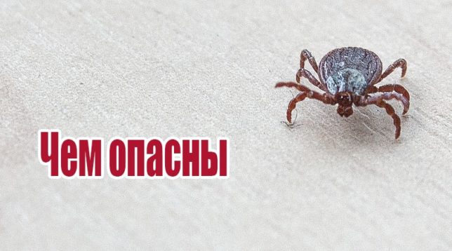 Il segno di spunta è affamato