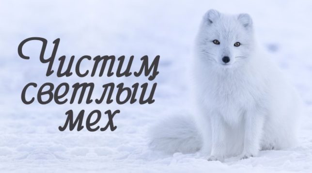 Nejlepší způsoby, jak jemně očistit liščí kožešinu