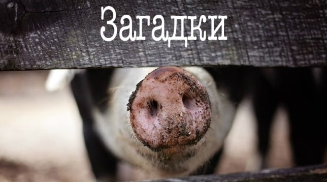 Vepřová pata