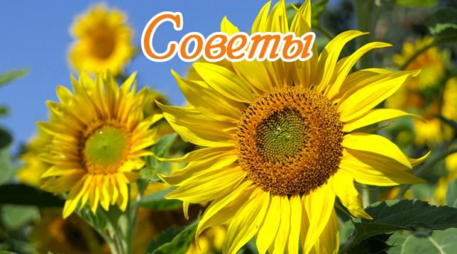Camp amb girasols