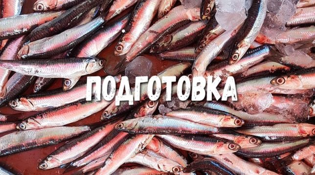 Čerstvý capelin